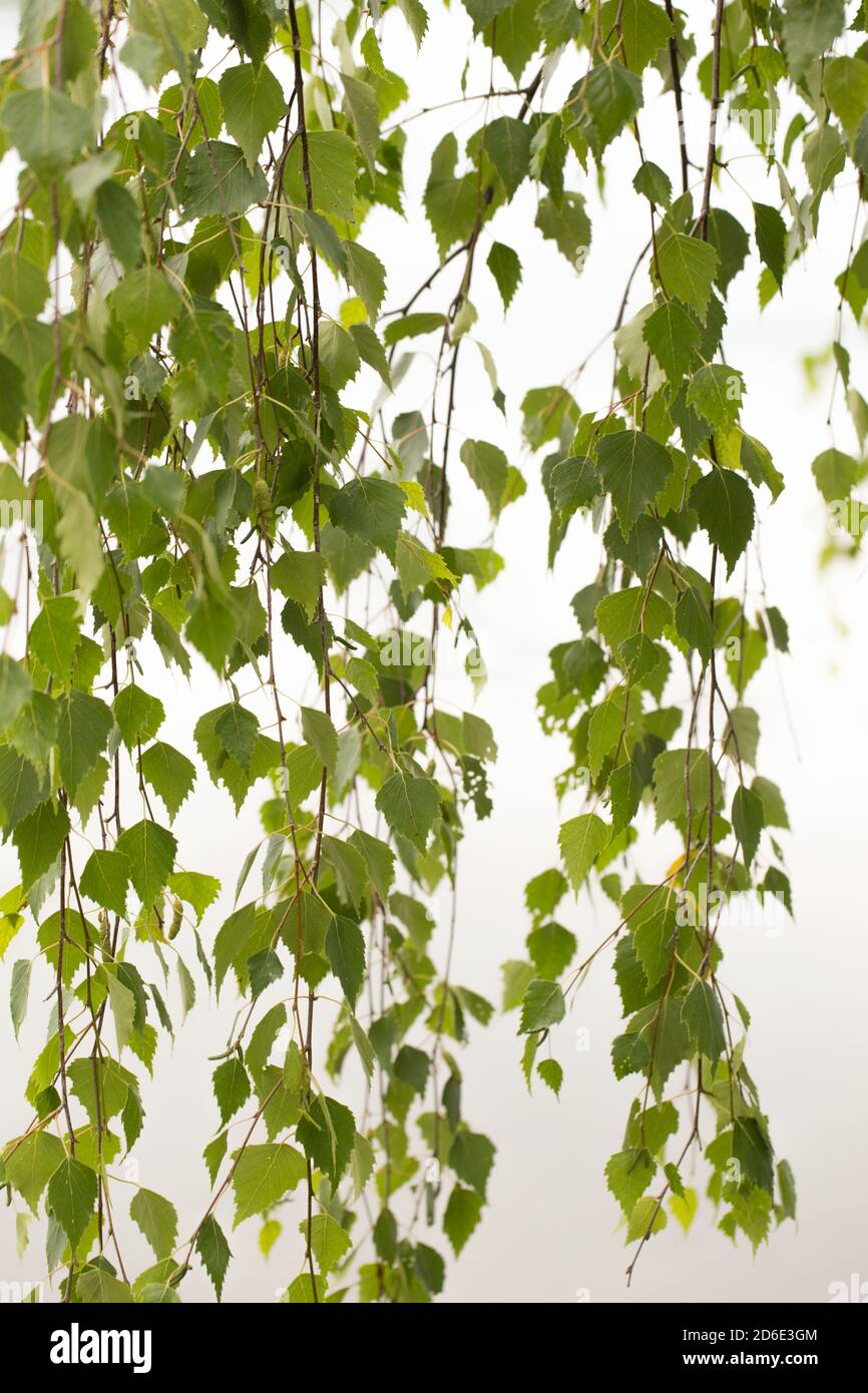 Betula péndula Tristis, delicadas ramas colgantes con hojas verdes Foto de stock