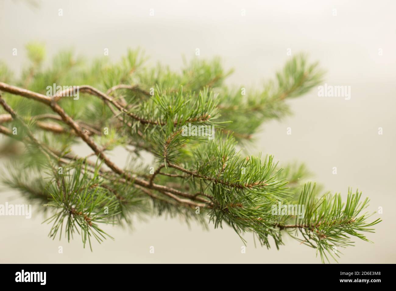 Rama de pino de cerca Fotografía de stock - Alamy