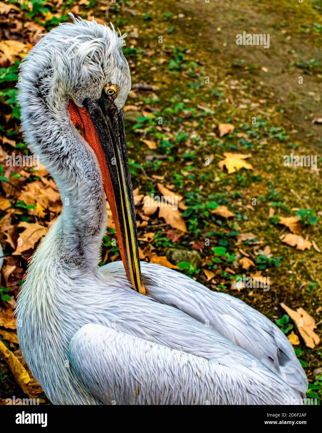 Pelican dálmata (Pelecanus crispus) cerca de la limpieza de plumas. Observación de aves, ornitología Foto de stock