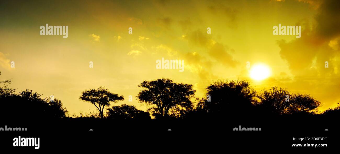 Sabana africana puesta de sol con árboles de espina y arbustos como siluetas, Sudáfrica Foto de stock