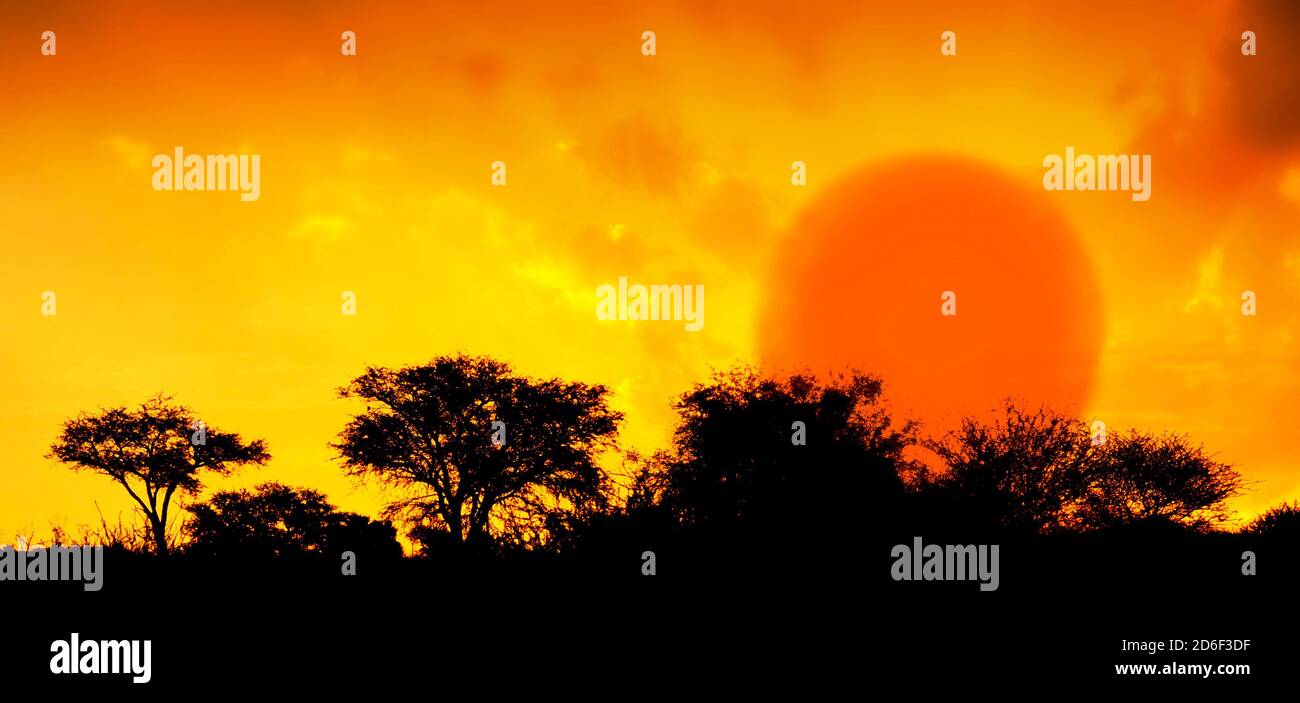 Sabana africana puesta de sol con árboles de espina y arbustos como siluetas, Sudáfrica Foto de stock