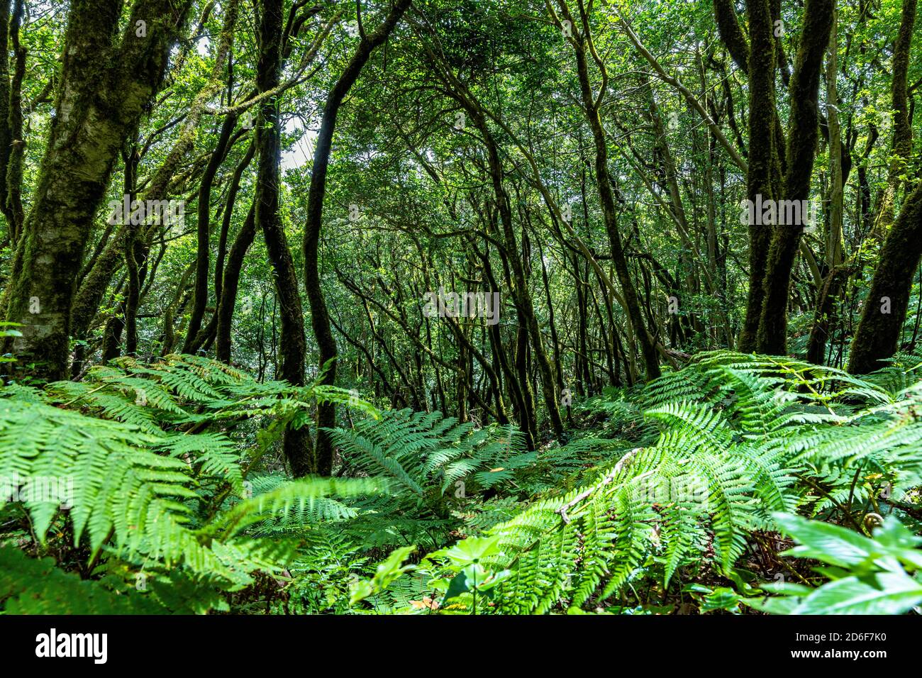 Ruta de senderismo 'Bosque Encantado' con árboles y helechos cubiertos