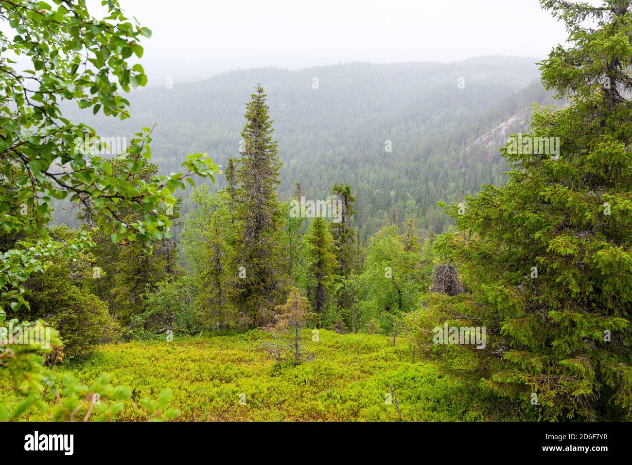 Una hermosa vista a una ladera forestal cubierta de árboles durante el verano en el norte de Finlandia. Foto de stock