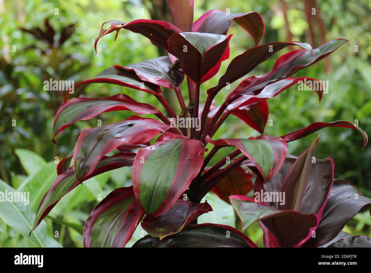 Una planta de Cordyline terminalis con hojas rojas y verdes en un jardín tropical en Maui, Hawaii, Estados Unidos Foto de stock