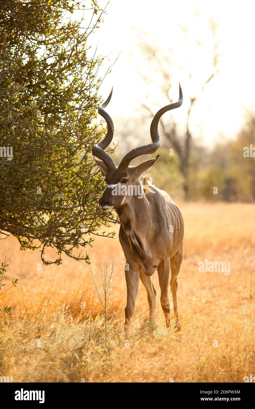 African Kudu Bull Ram antílope buck en un sudafricano reserva de vida  silvestre Fotografía de stock - Alamy