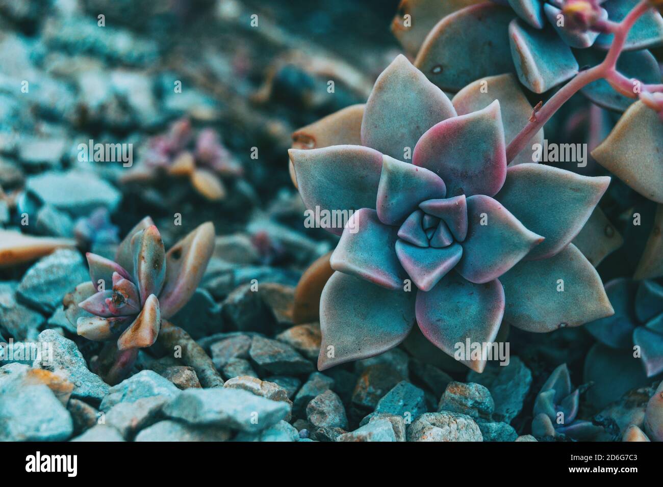 Primer plano de una flor carnosa de graptopetalum paraguayense en el suelo nivel Foto de stock