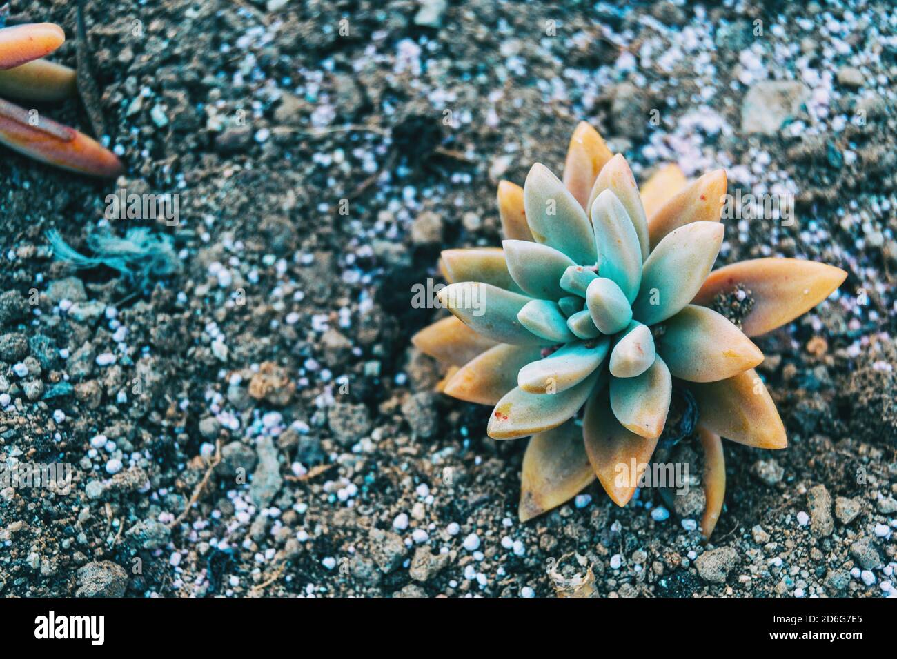 Primer plano de una planta carnosa amarillenta de sediforme de sediento que crece en el suelo Foto de stock