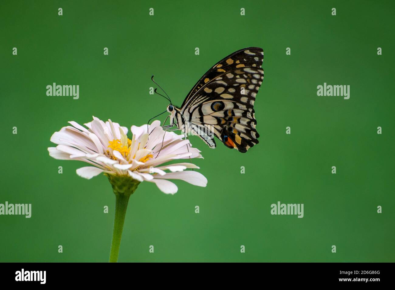 Mariposa monarca chupar néctar de la flor en fondo verde Foto de stock
