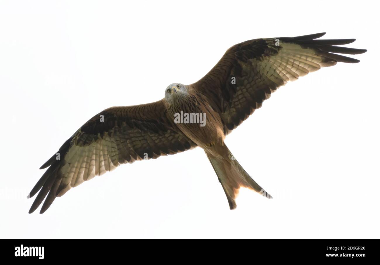 Red Kite Milvus milvus en vuelo Foto de stock