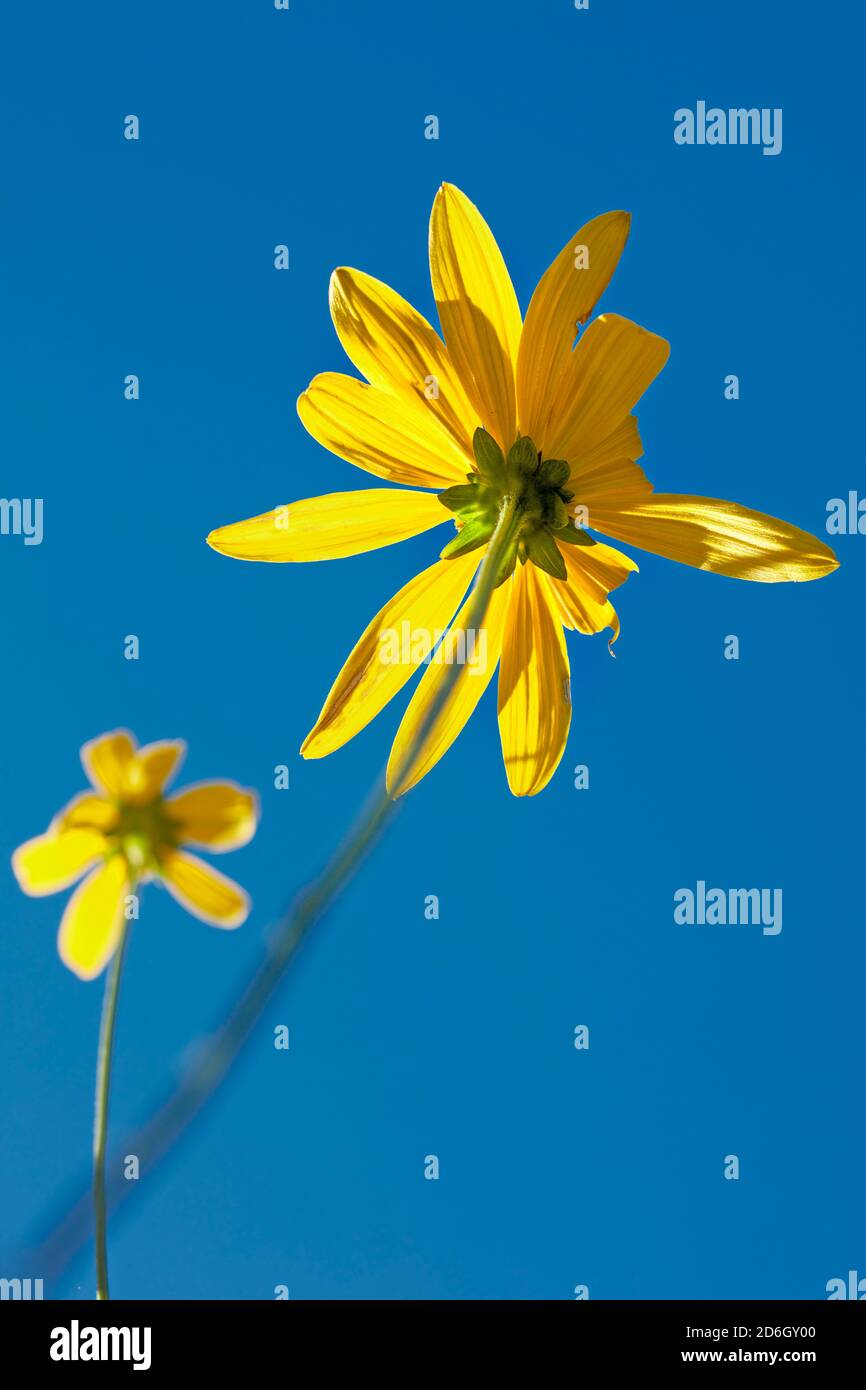 Flor de hoja de corte (Rudbeckia laciniata) flor amarilla desde abajo sobre el cielo azul brillante. Foto de stock