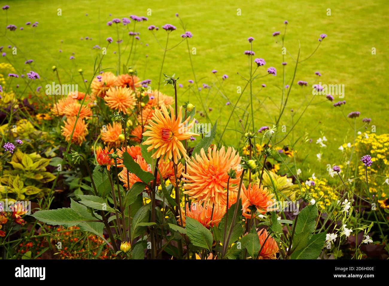 Hermosas flores de verano en Corneliusplatz en el centro de Düsseldorf. Foto de stock