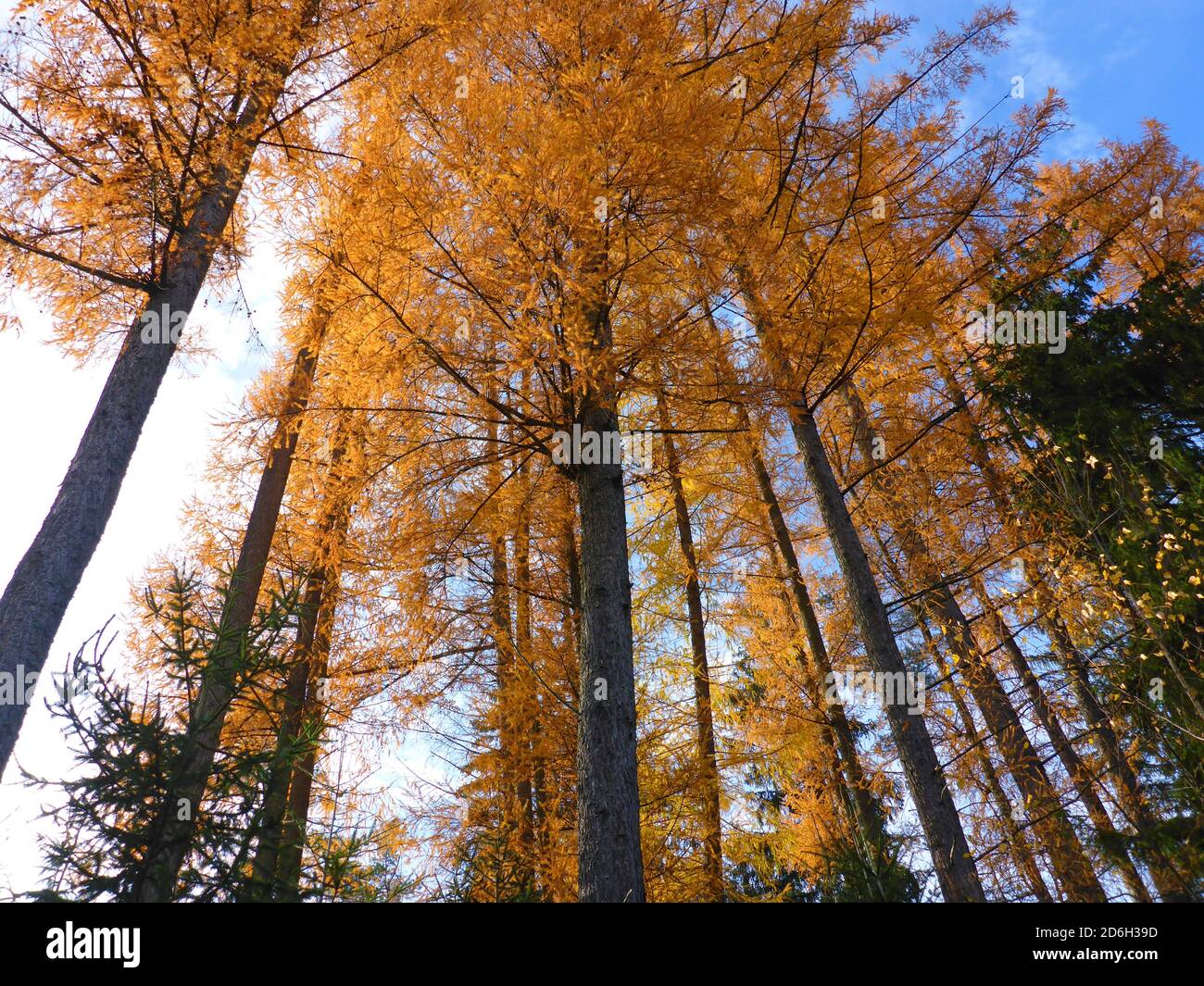 árboles de alerce en otoño Foto de stock