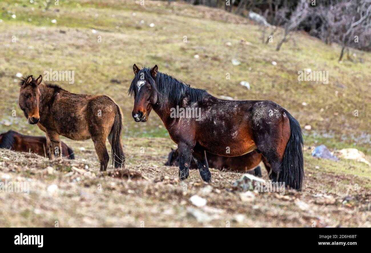 Caballos que una vez fueron utilizados por la gente para el trabajo de la aldea en el verano y liberados a la naturaleza en invierno para no alimentarlos ... Foto de stock