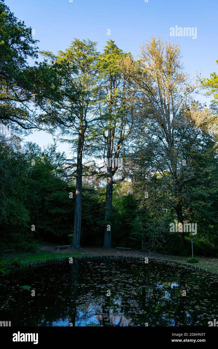 Árboles antiguos en los jardines del monasterio de Tibães Foto de stock