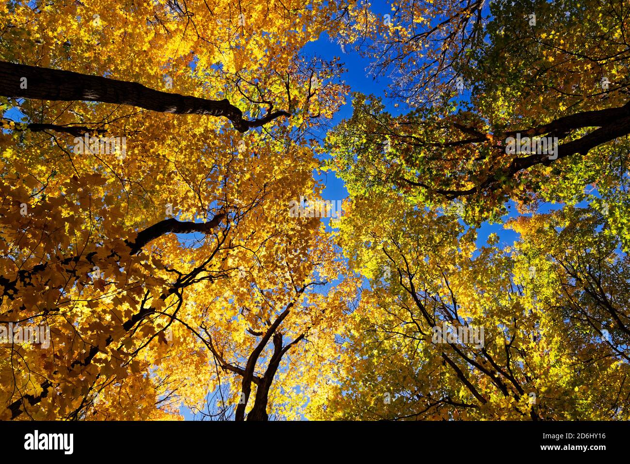 Mirando a los árboles de otoño iluminados en Quebec, Canadá Foto de stock