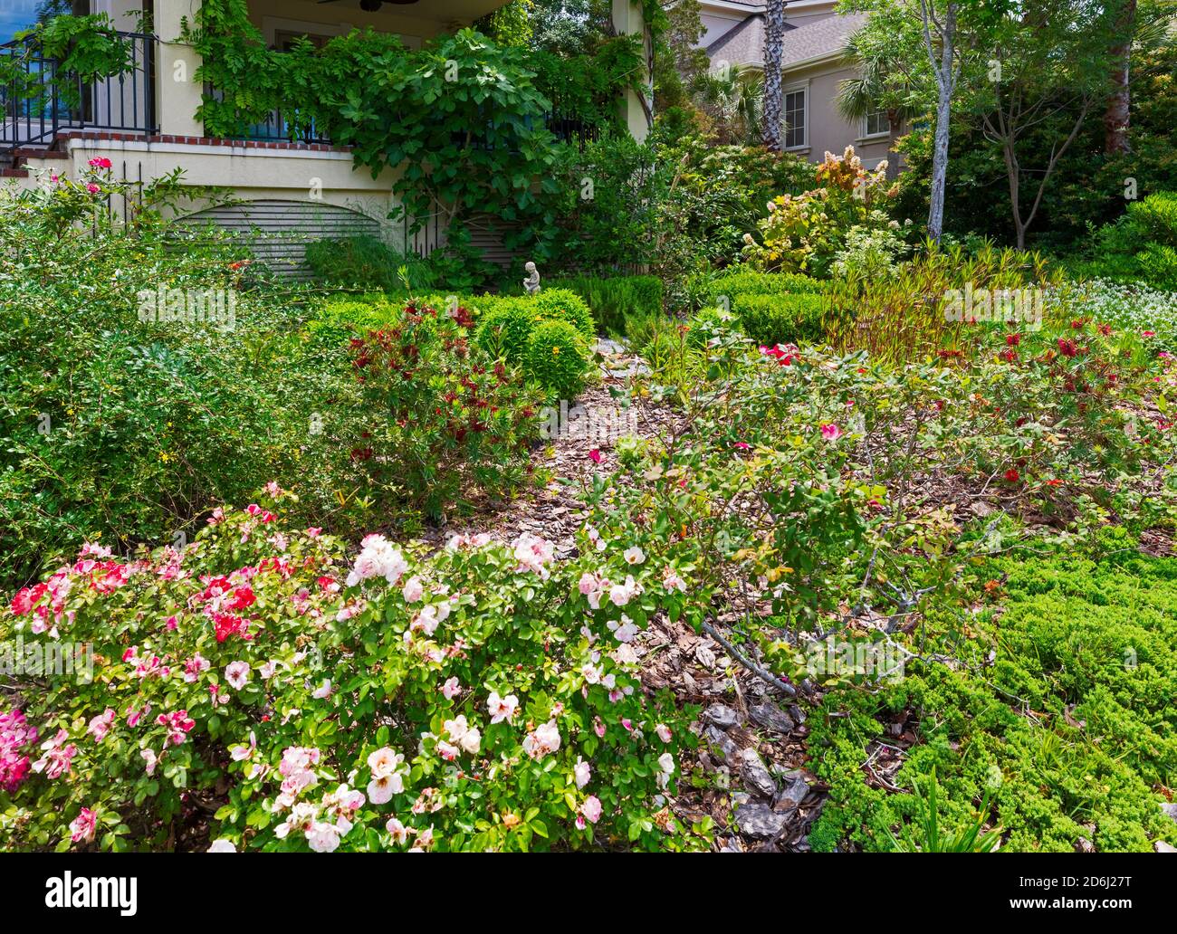 Un jardín de Carolina del Sur en mayo. Hierba estrella blanca y rosas con pincel de fondo y enebro de arrastre. En el fondo es un jardín de hierbas con una gran higuera Foto de stock