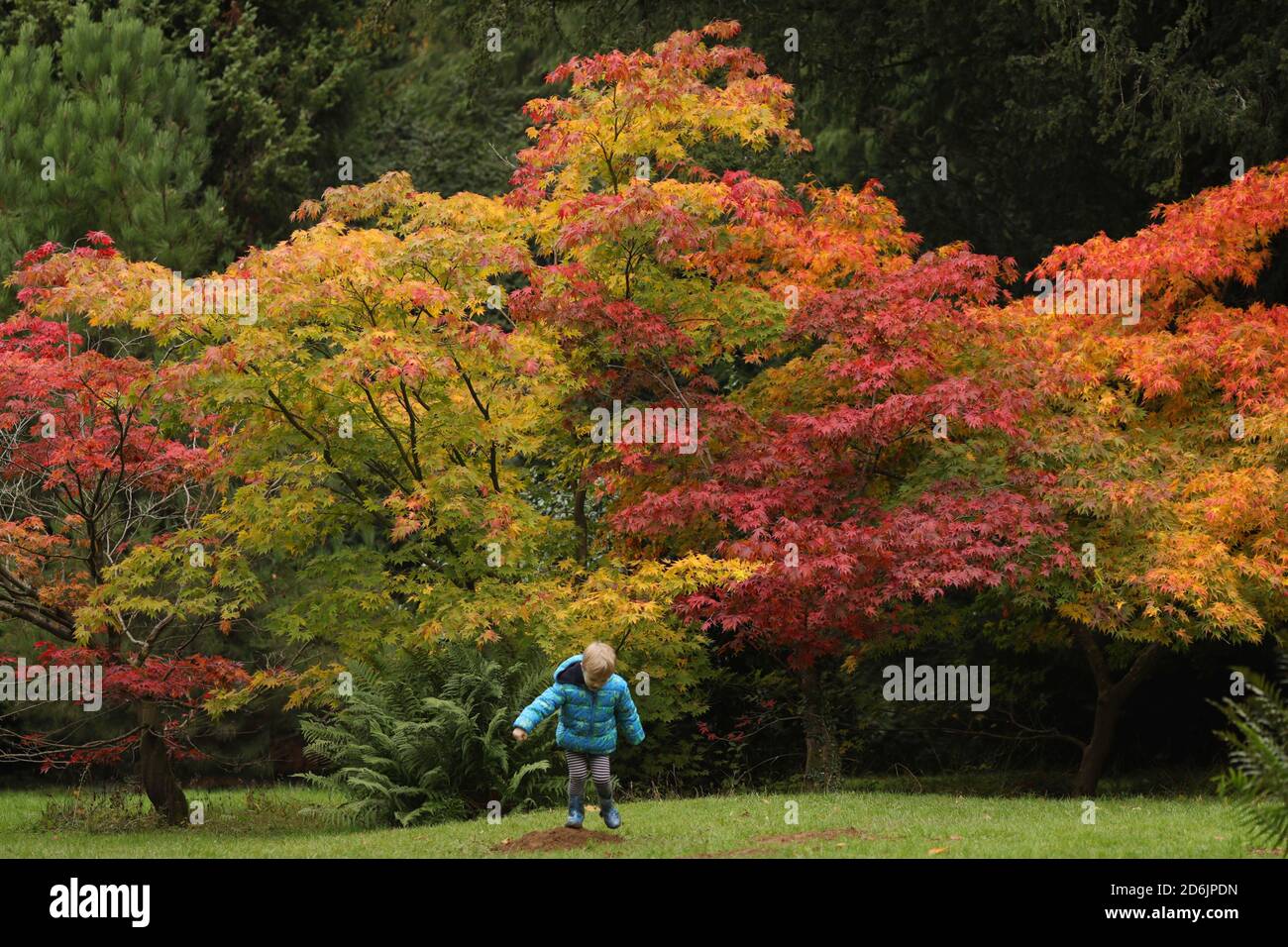 Gloucestershire, Gloucestershire. 17 de octubre de 2020. Un niño disfruta de los colores otoñales en Westonbirt, el Arboretum Nacional cerca de Tetbury, en Gloucestershire, Gran Bretaña el 17 de octubre de 2020. Crédito: Tim Ireland/Xinhua/Alamy Live News Foto de stock
