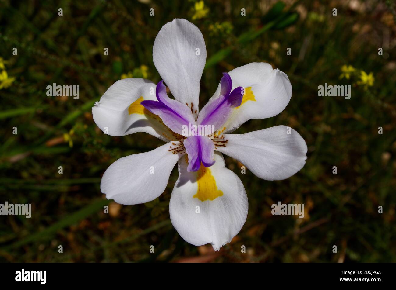 Macro primer plano del iris africano Foto de stock