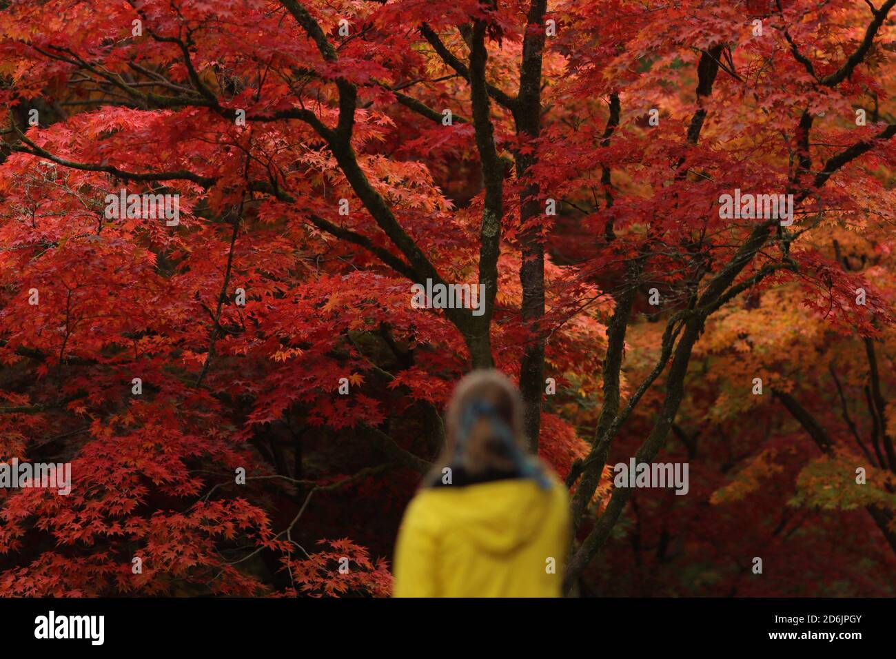 Gloucestershire, Gloucestershire. 17 de octubre de 2020. Una mujer disfruta de los colores otoñales en Westonbirt, el Arboretum Nacional cerca de Tetbury, en Gloucestershire, Gran Bretaña el 17 de octubre de 2020. Crédito: Tim Ireland/Xinhua/Alamy Live News Foto de stock