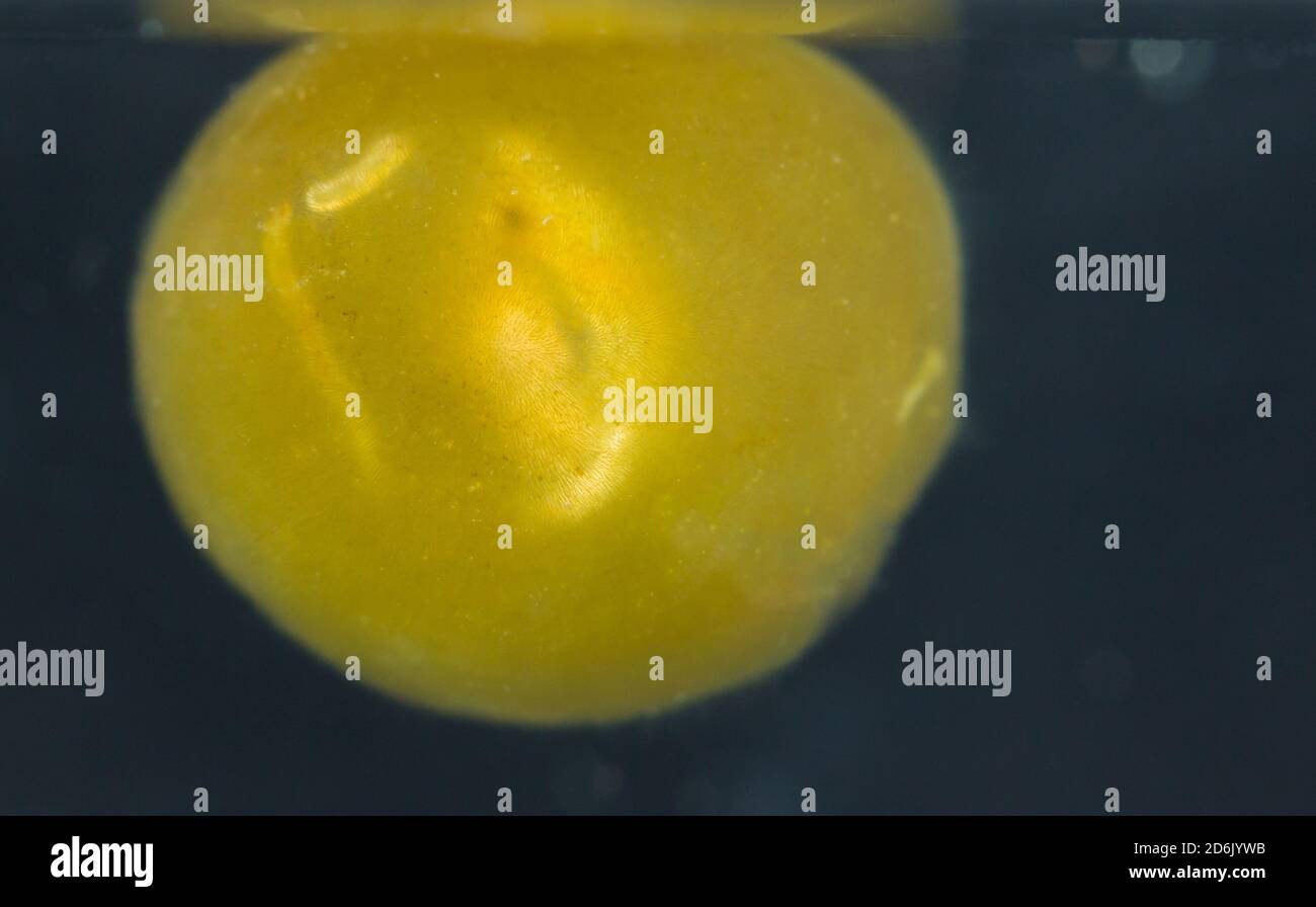 Colonia protozoaria endosimbiótica (Ophrydium versátil) flotando en agua dulce Foto de stock