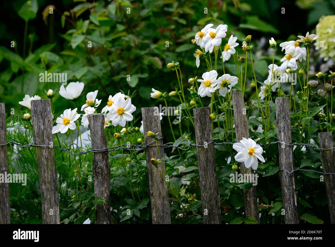 Dahlia estornudzy,flores blancas,flores,flores,pequeñas flores,mezcla,mezcla de plantas,RM Floral Foto de stock
