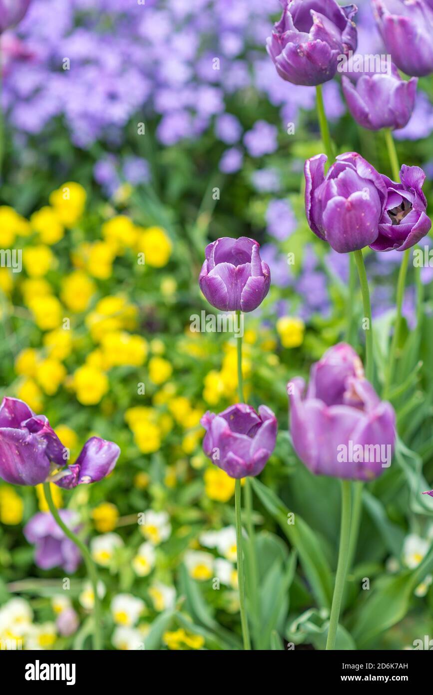 Tulipanes púrpura brillantes y hermosos (tulipa) delante de un campo de flores amarillas durante la primavera en un jardín botánico Foto de stock