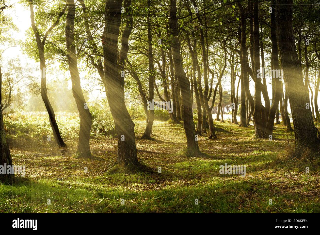 Las vigas de sol caen a través de las hojas de árboles altos en un hermoso bosque al mediodía. Foto de stock