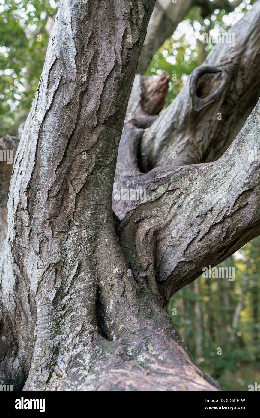 Detalles de ramas muertas de un árbol similar a una ent en el Bosque de hadas encantado cerca de Nonnevitz en la isla alemana del mar báltico Ruegen Foto de stock