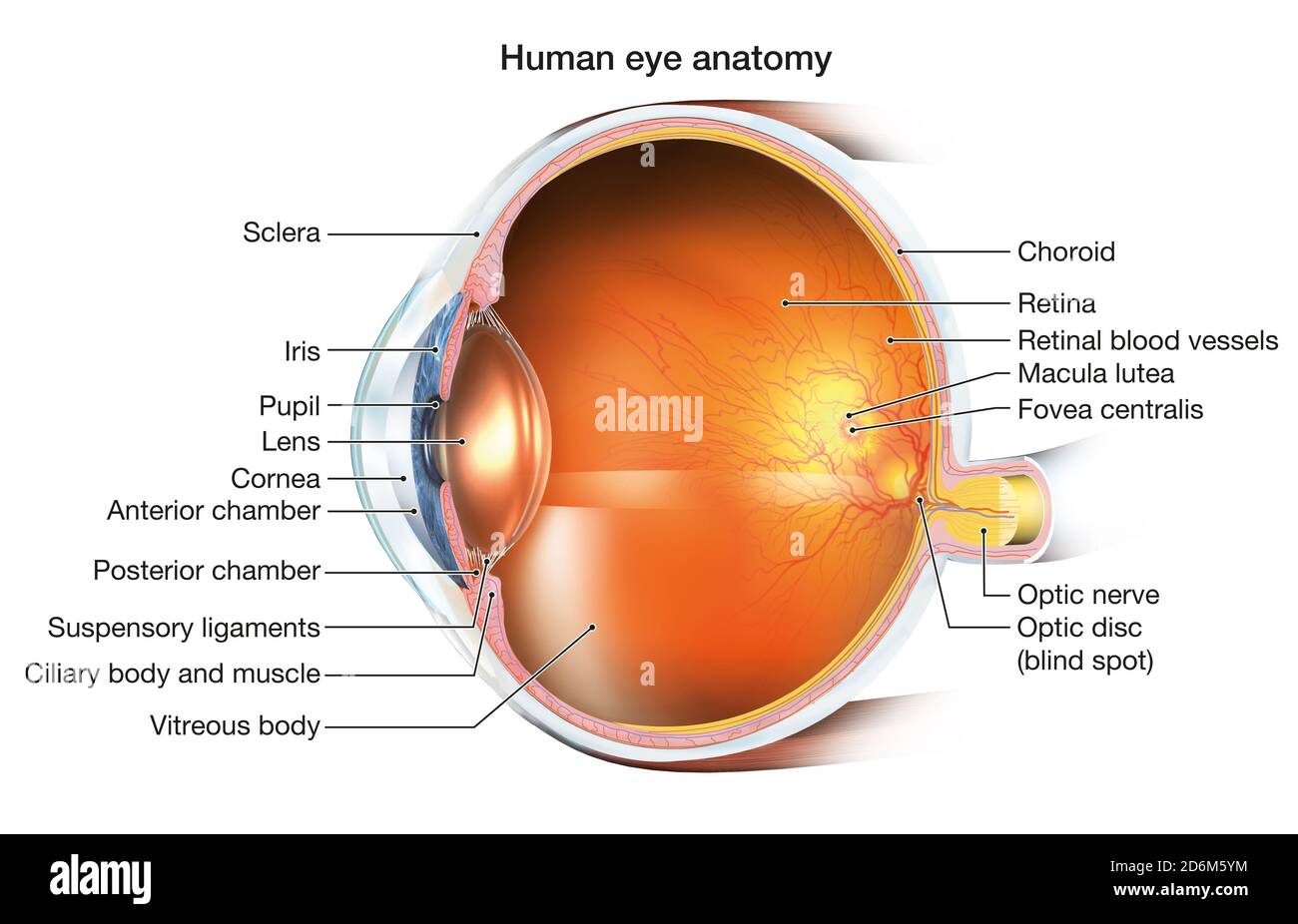 Ilustración médicamente 3D que muestra el ojo humano con lente intraocular  (LIO), retina, pupila, iris, cámara anterior, cámara posterior, cuerpo  ciliar, ojo b Fotografía de stock - Alamy