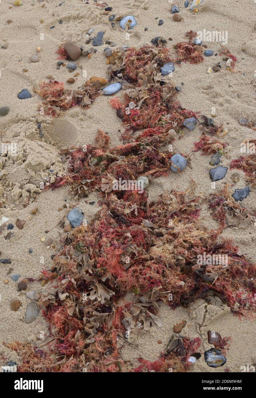 algas rojas y guijarros en arena, norfolk, inglaterra, reino unido Foto de stock