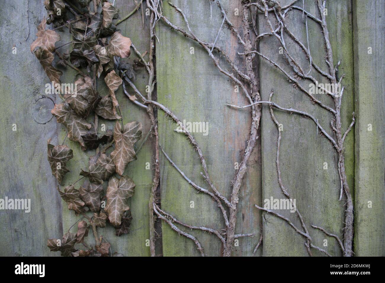 Cierre de hojas de hiedra seca en la vieja valla de madera con colores de musgo verde y hojas muertas de color marrón envejecido Y valla de madera jardín orgánico Otoño Foto de stock