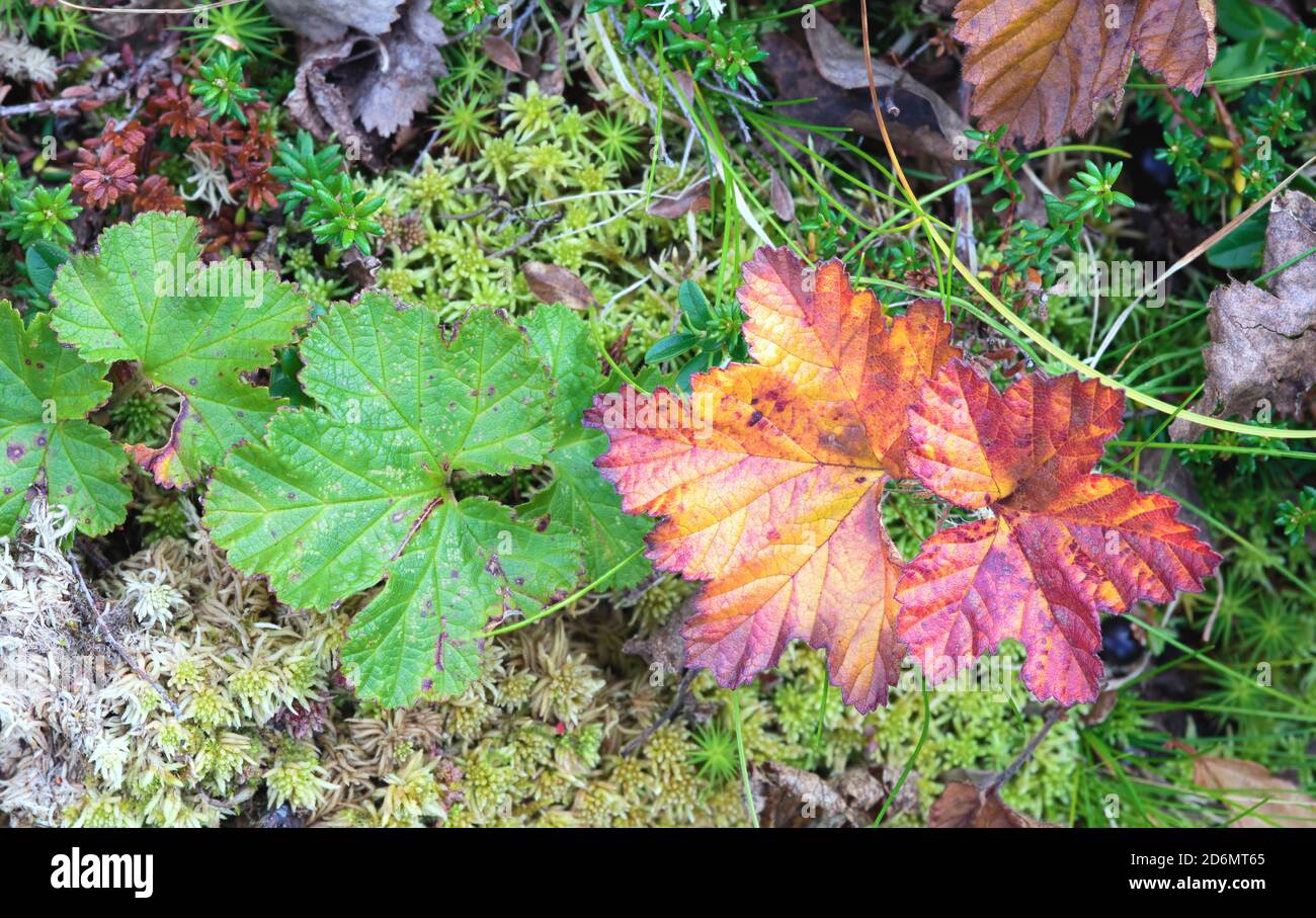 Hojas de otoño en el bosque, en Vistasdalen, Suecia Foto de stock