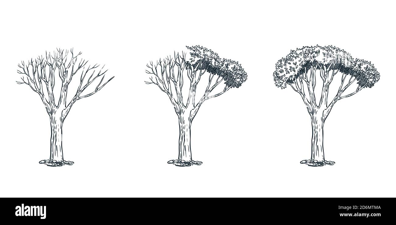 Concepto de vida y árbol muerto. Vector dibujo a mano ilustración de croquis. Árbol seco en un lado y árbol con follaje en el lado diferente. Ilustración del Vector