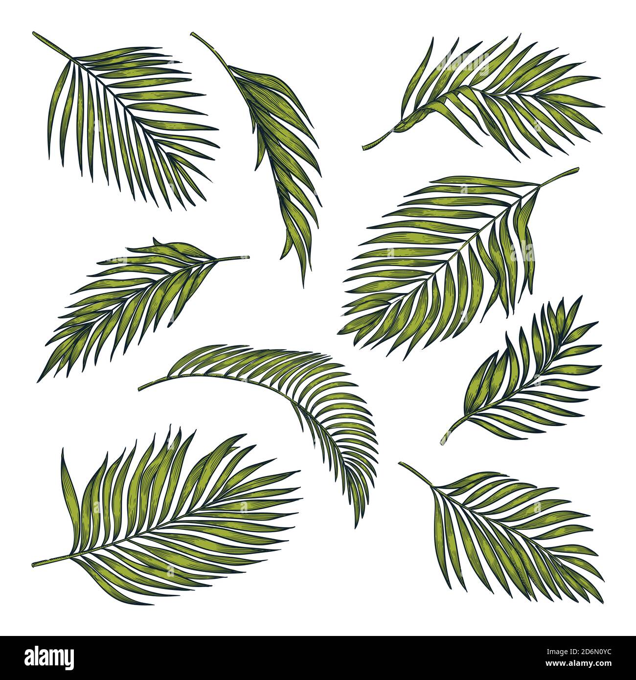 Hojas de coco tropical, aisladas sobre fondo blanco. Ilustración de croquis de color vectorial. Elementos de diseño floral y de naturaleza tropical dibujado a mano. Ilustración del Vector