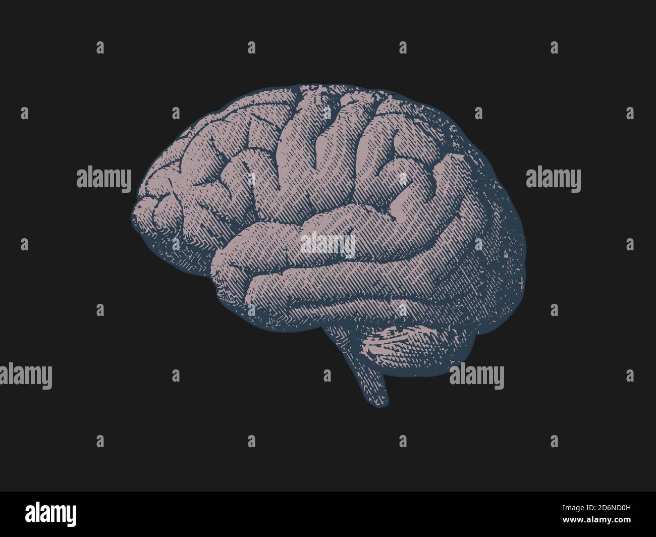 Vista Lateral Del Arte De La Línea Del Cerebro Fotografías E Imágenes De Alta Resolución 8383