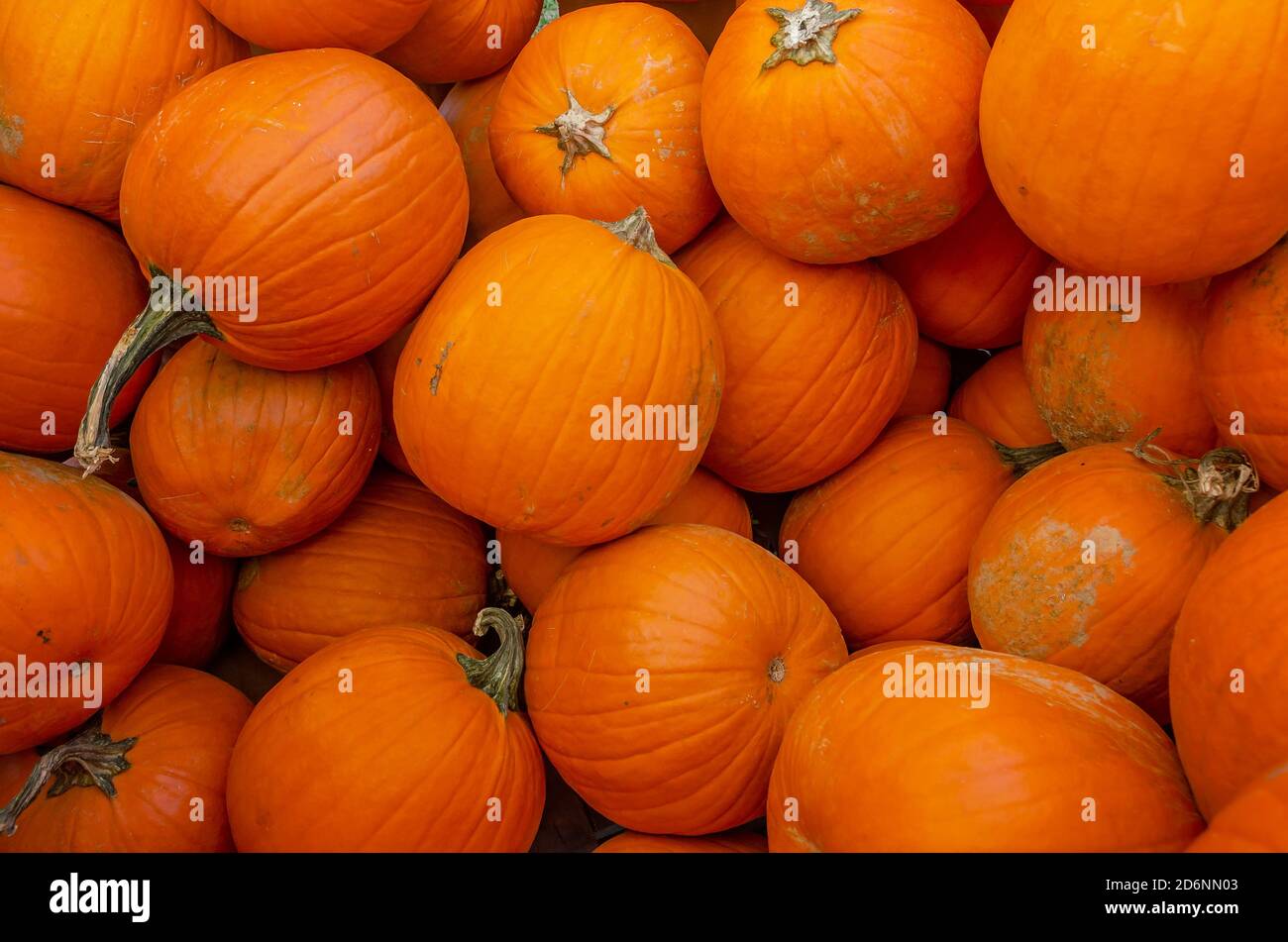 Pumpkins se exhibe en McKenzie Farm Market, 17 de octubre de 2020, en Fairhope, Alabama. Foto de stock