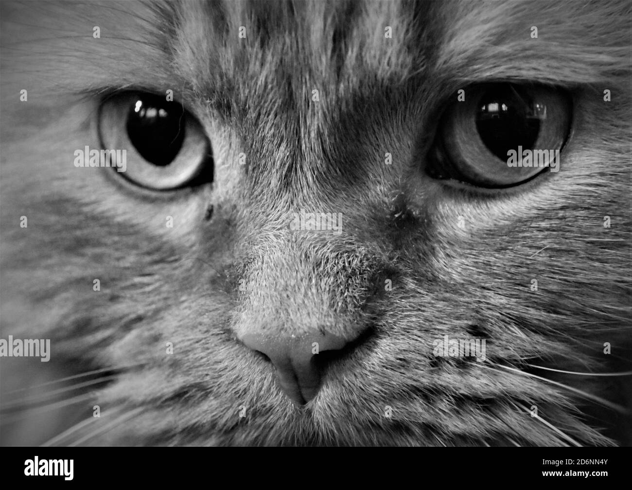 Gato persa rojo con ojos anaranjados Foto de stock