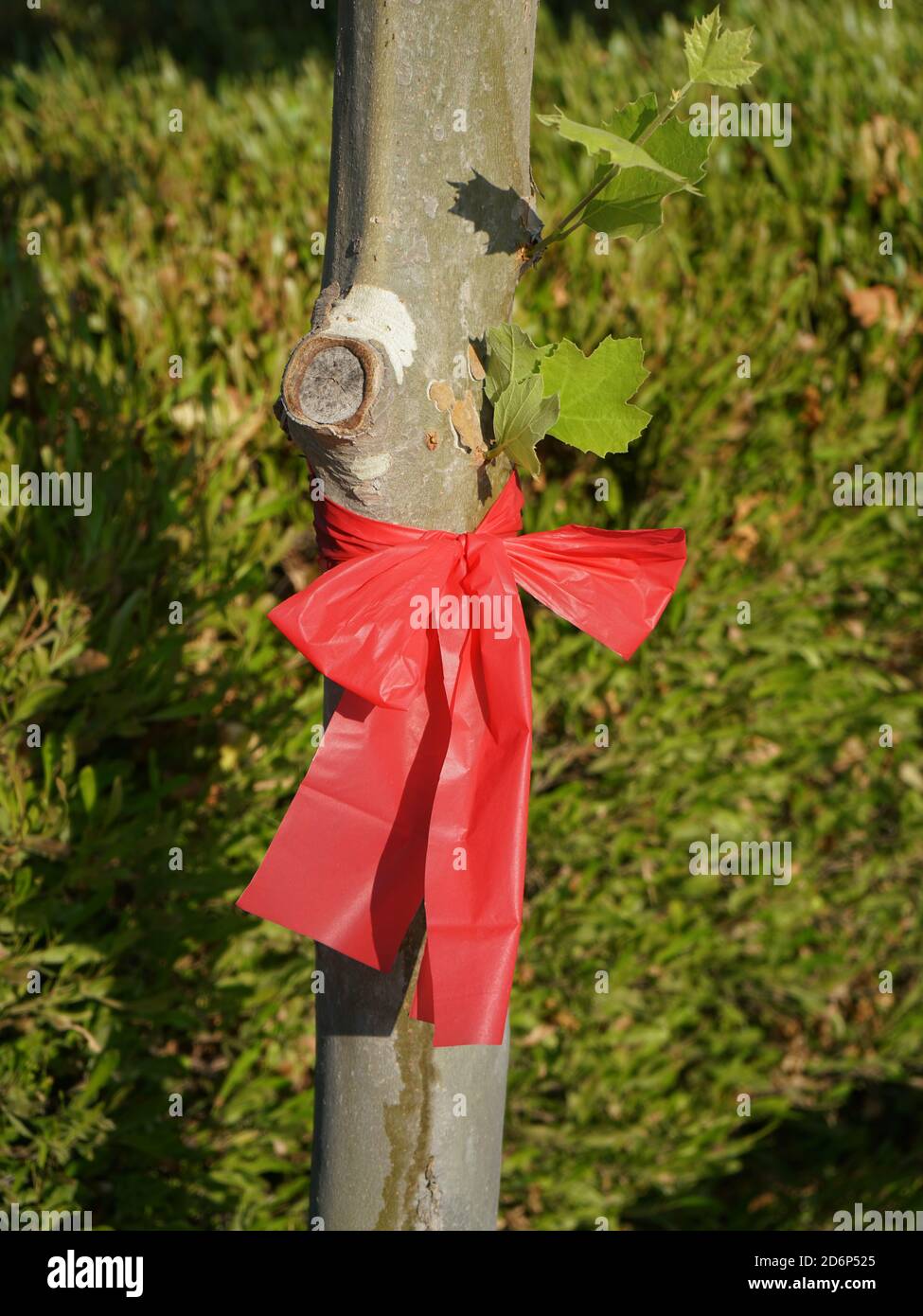 Cinta roja atada alrededor de un tronco de árbol Fotografía de stock - Alamy