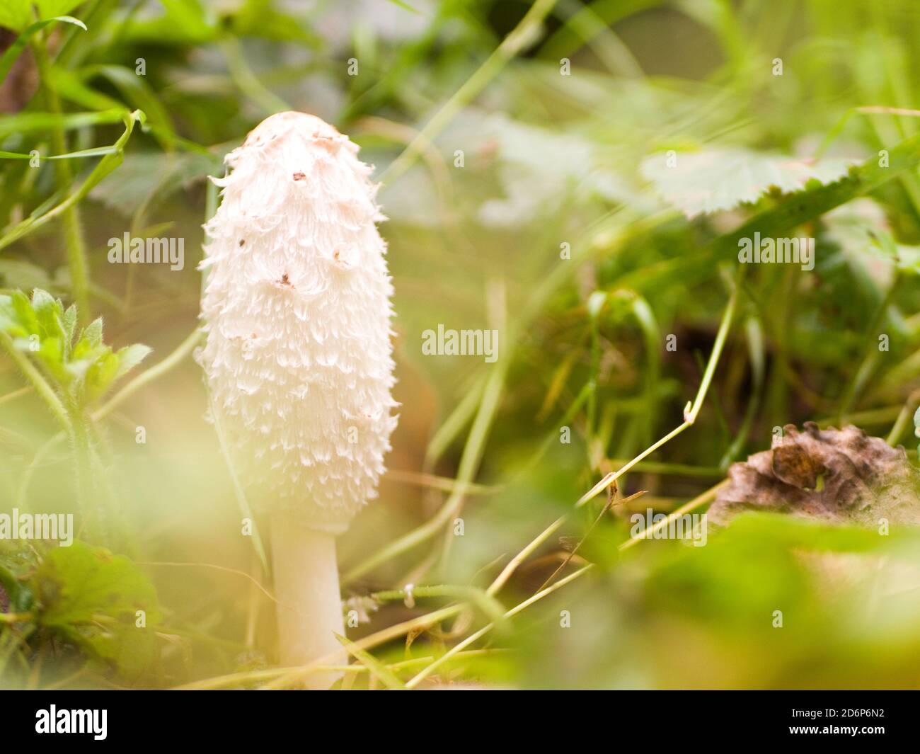 Joven Shaggy Inkcap o Abogados Wig hongo (Coprinus comatus) Northamptonshire, Reino Unido Foto de stock