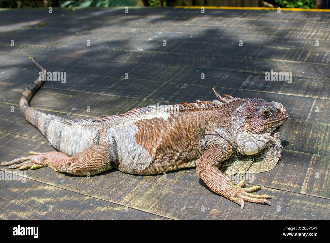 Reptiles amazonas fotografías e imágenes de alta resolución - Página 4 -  Alamy