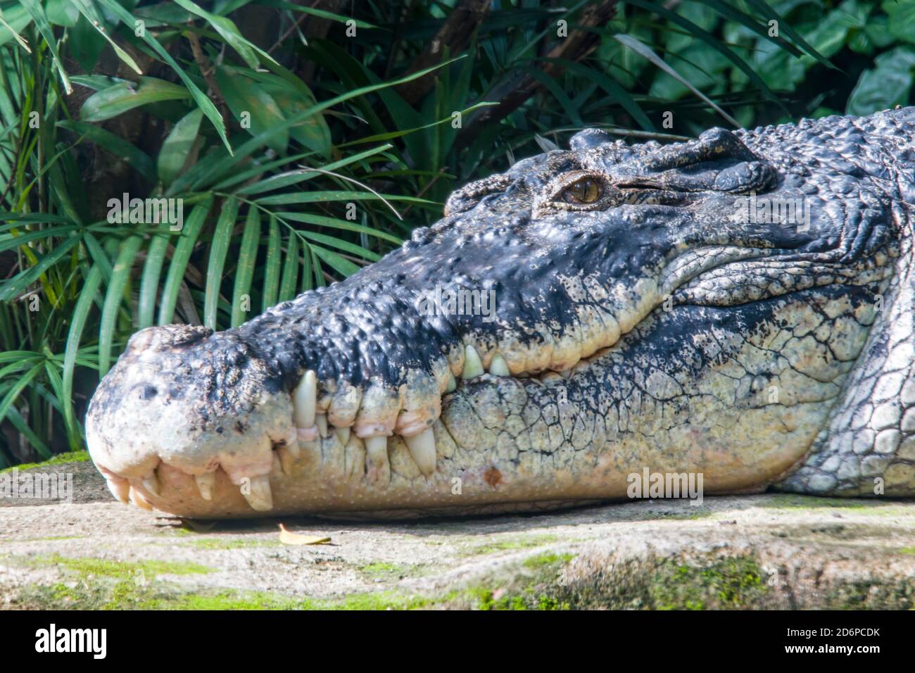 El cocodrilo de agua salada (Crocodylus porosus) es un cocodrílido nativo de hábitats de agua El cocodrilo de agua salada (Crocodylus porosus) es un cocodrílido nativo de hábitats de agua