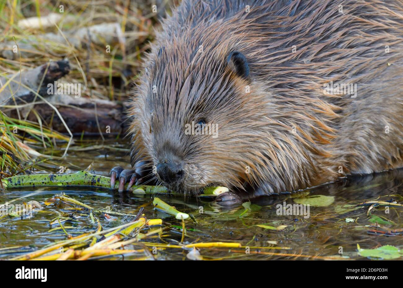 Un castor canadiense salvaje 'Castor canadensis', que se alimenta de la corteza verde de las ramas de álamo en su estanque de castores en la zona rural de Alberta, Canadá. Foto de stock