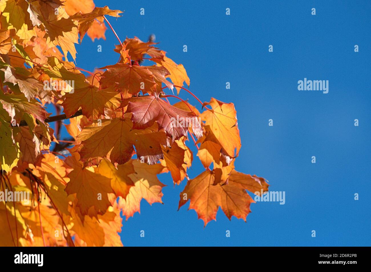Colores de otoño 2020 fotografías e imágenes de alta resolución - Página 3  - Alamy