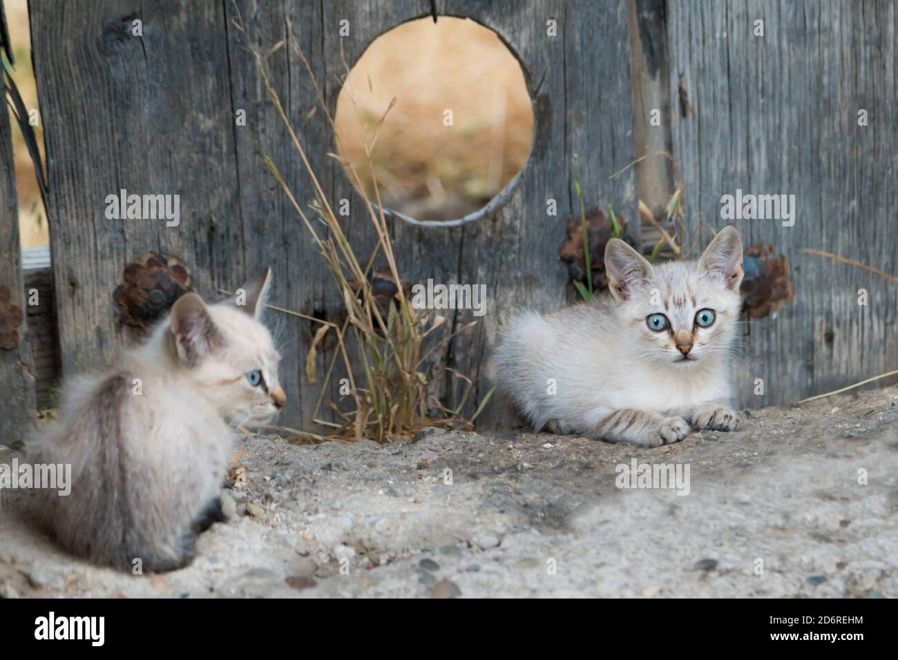 Gatos blancos con ojos fotografías e imágenes de resolución - Alamy