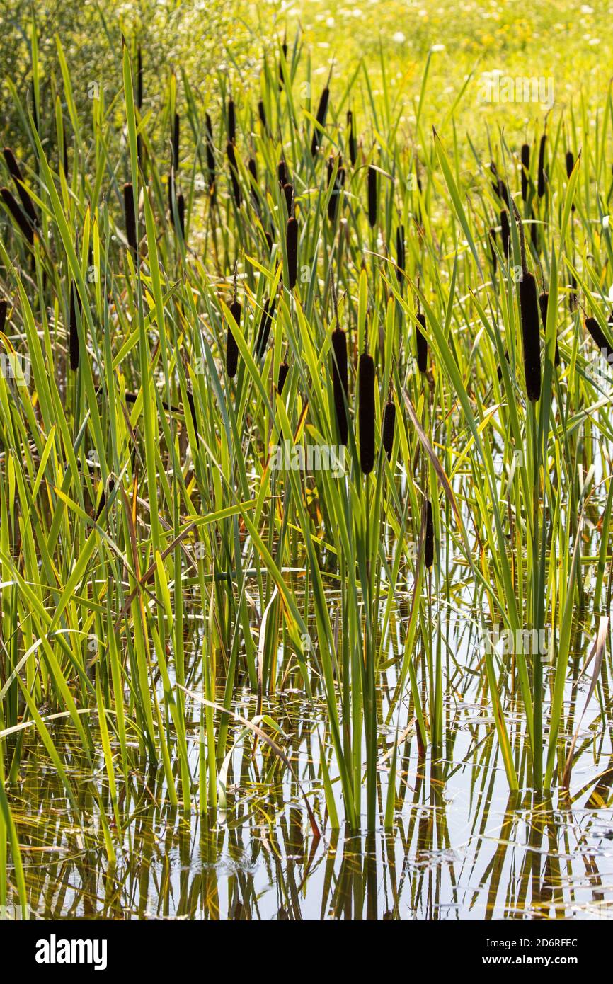 Cola común, cola ancha, cola de gato de hoja ancha, gran reedmace, bulrush (Typha latifolia), fructificación, Alemania, Baviera Foto de stock