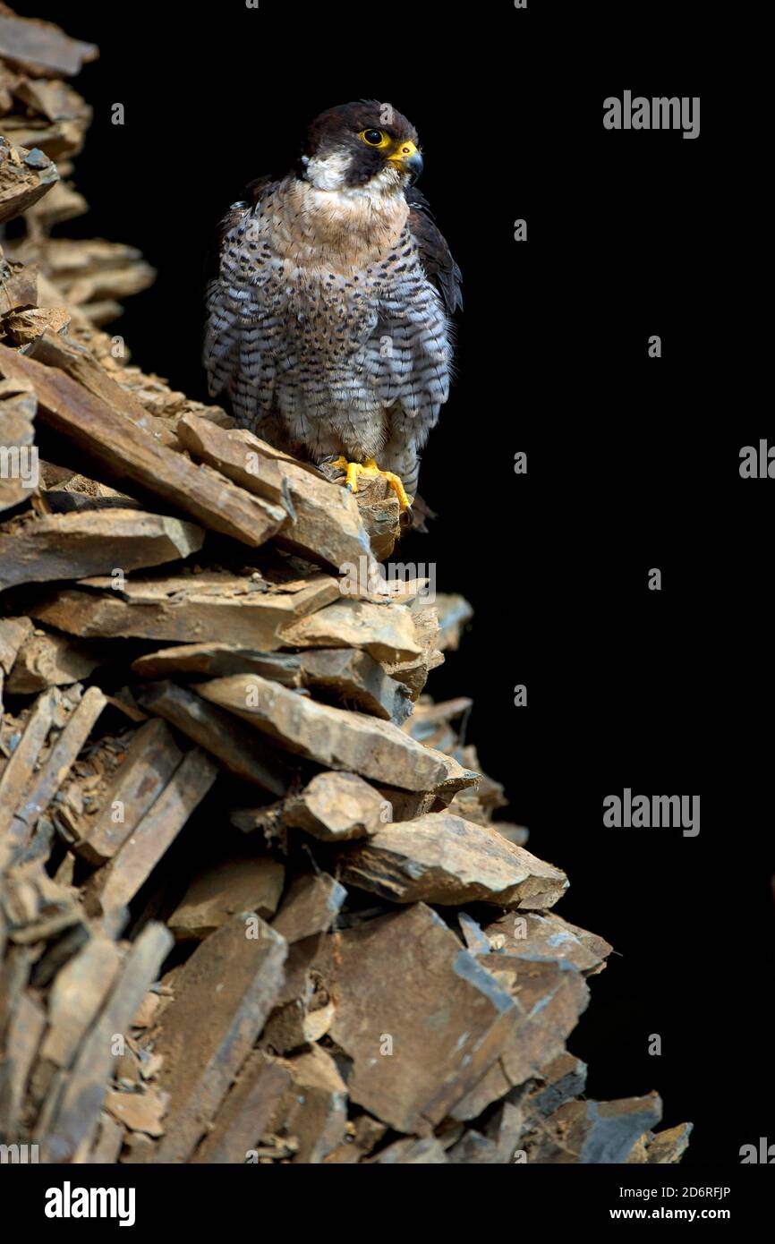 Halcón peregrino (Falco peregrinus), persiguiendo en un acantilado, Reino Unido, Gales, Pembrokeshire Foto de stock