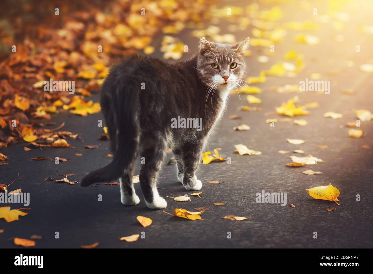 Un gato gris callejero camina en un soleado día de otoño a lo largo de la  carretera entre las hojas secas caídas y mira a su alrededor en sorpresa  Fotografía de stock -