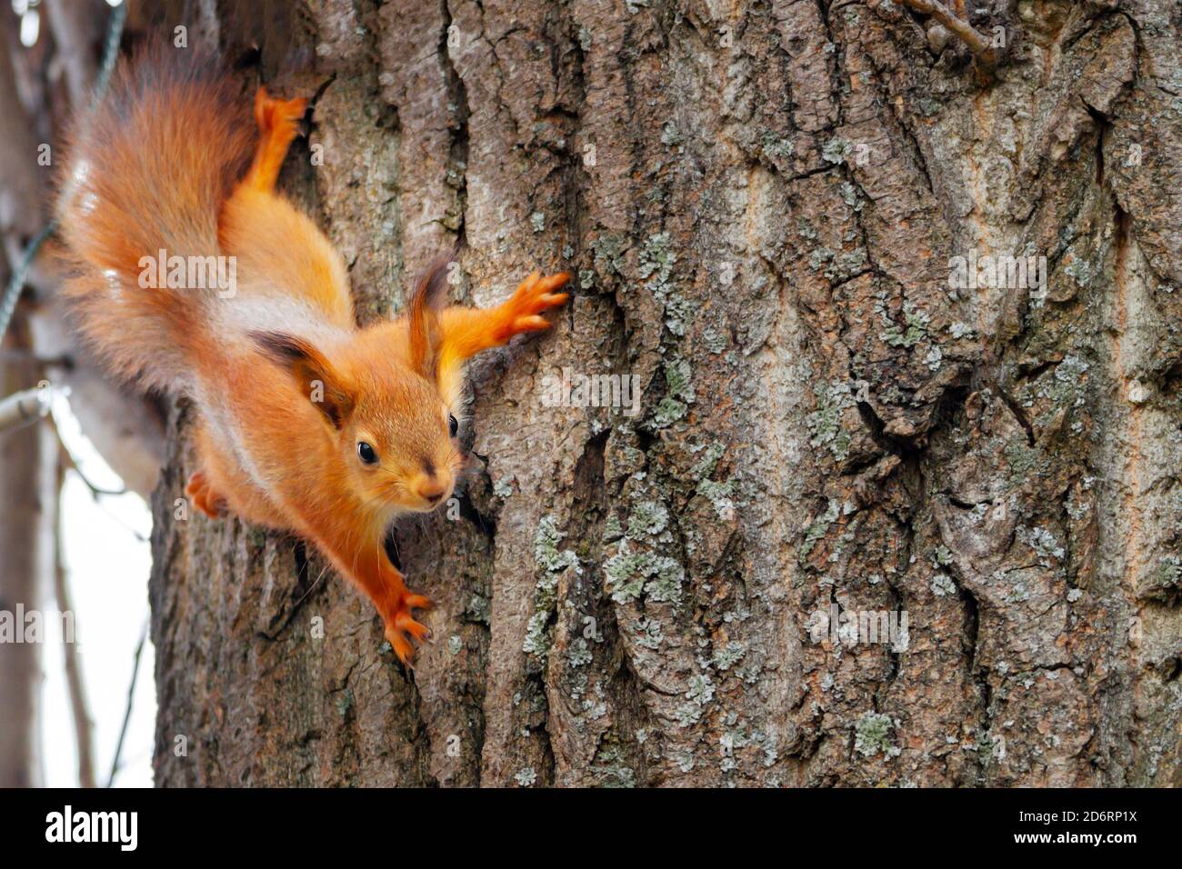 joven ardilla roja mirando la cámara en un tronco de árbol. Sciurus vulgaris, espacio de copia Foto de stock
