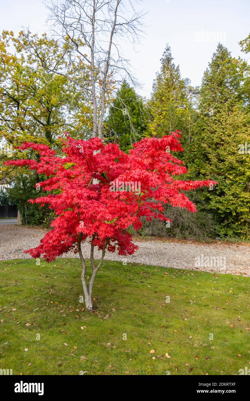 Un árbol solitario de arce japonés (Acer palmatum) en colores rojo carmesí  de otoño creciendo en el jardín frontal de una casa suburbana en Surrey,  sureste de Inglaterra Fotografía de stock -