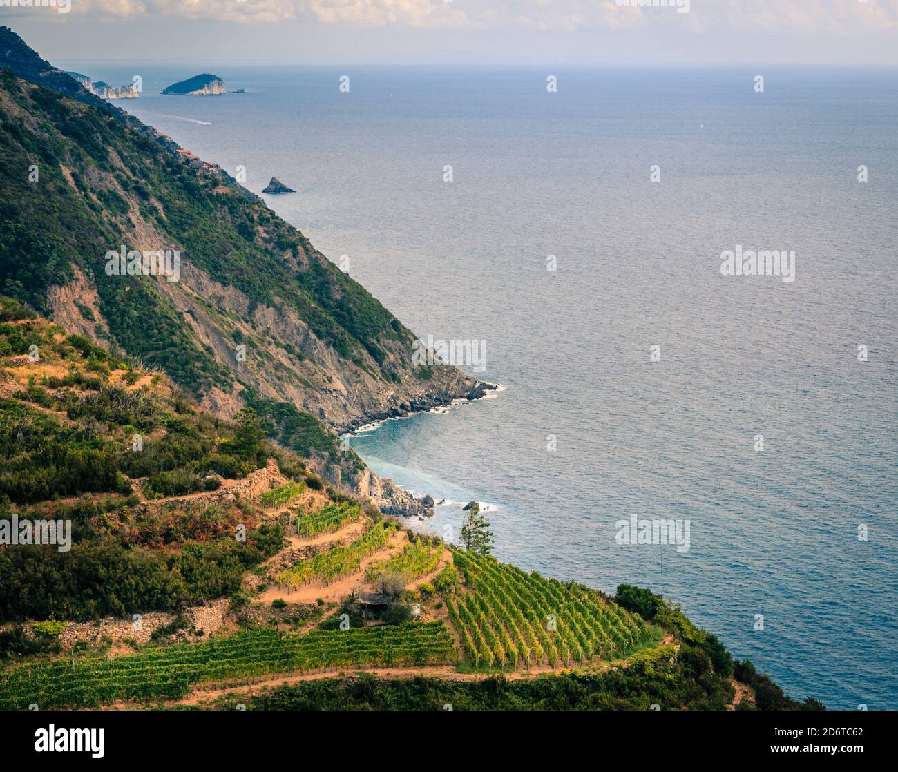 Terraced campos por la costa mediterránea de Cinque Terre Nacional Parque en Italia Foto de stock